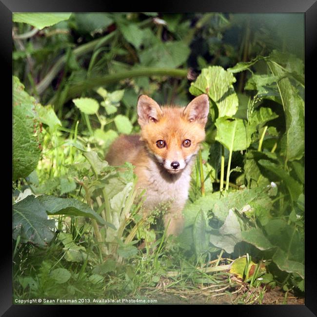 Fox Cub Framed Print by Sean Foreman