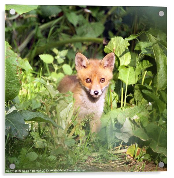 Fox Cub Acrylic by Sean Foreman