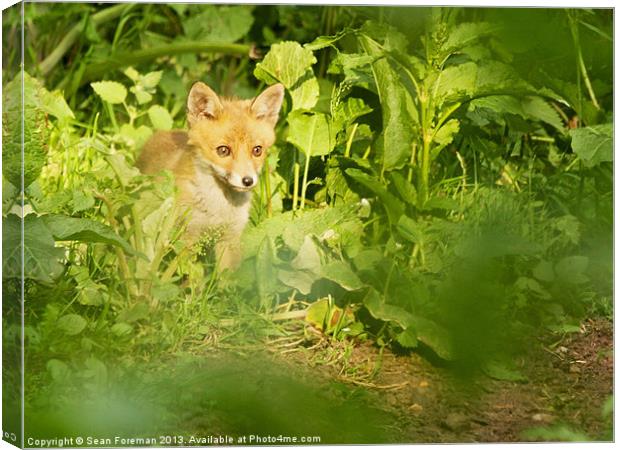 Fox Cub Canvas Print by Sean Foreman
