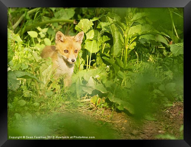 Fox Cub Framed Print by Sean Foreman