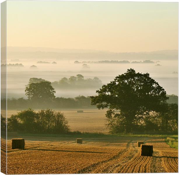 Chiltern Mist Canvas Print by graham young