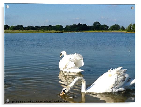 swan lake Acrylic by Emma Ward