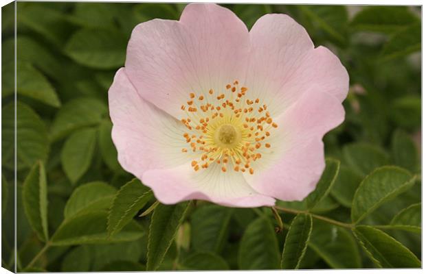 Dog Rose Canvas Print by carin severn