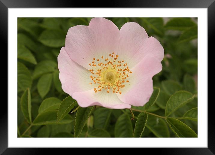 Dog Rose Framed Mounted Print by carin severn
