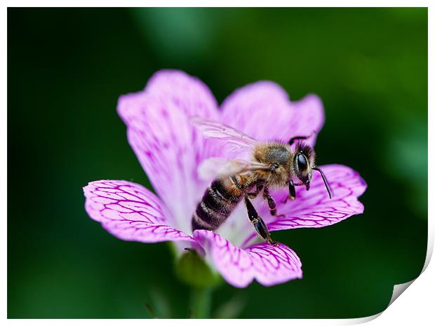 Busy Bee Print by Junwei Chu