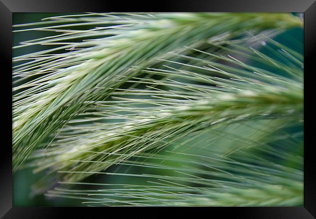 green darts Framed Print by carin severn