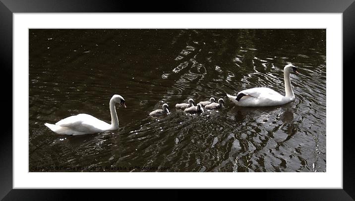 7 swans swimming Framed Mounted Print by Emma Ward