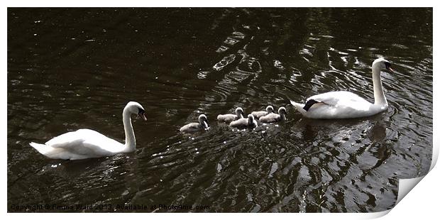 7 swans swimming Print by Emma Ward
