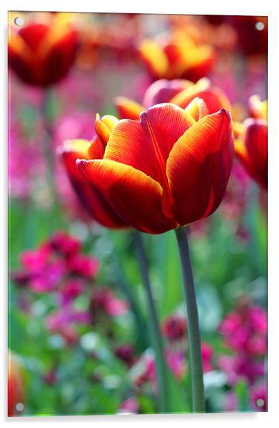 Tulip Acrylic by phillip murphy