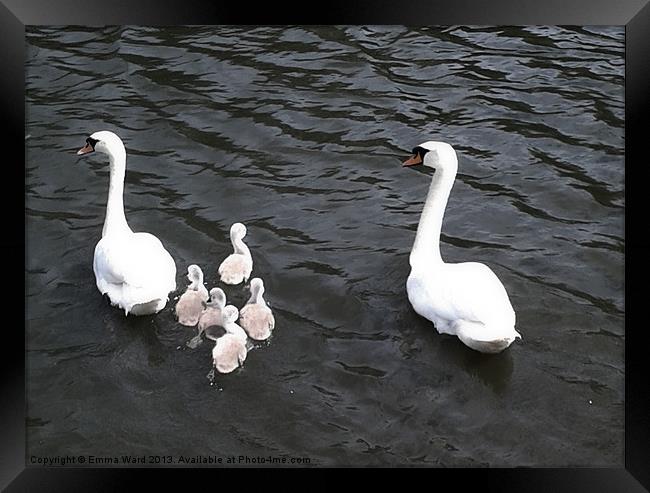 7 swans swimming 2 Framed Print by Emma Ward