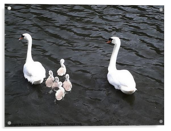 7 swans swimming 2 Acrylic by Emma Ward