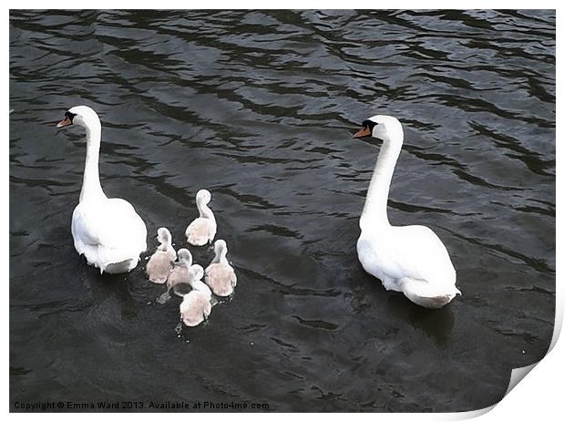 7 swans swimming 2 Print by Emma Ward