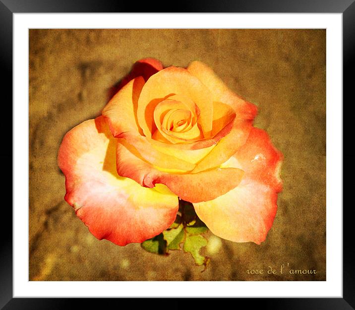 rose de  l amour Framed Mounted Print by Fine art by Rina