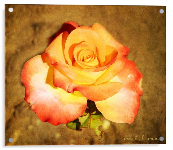 rose de  l amour Acrylic by Fine art by Rina