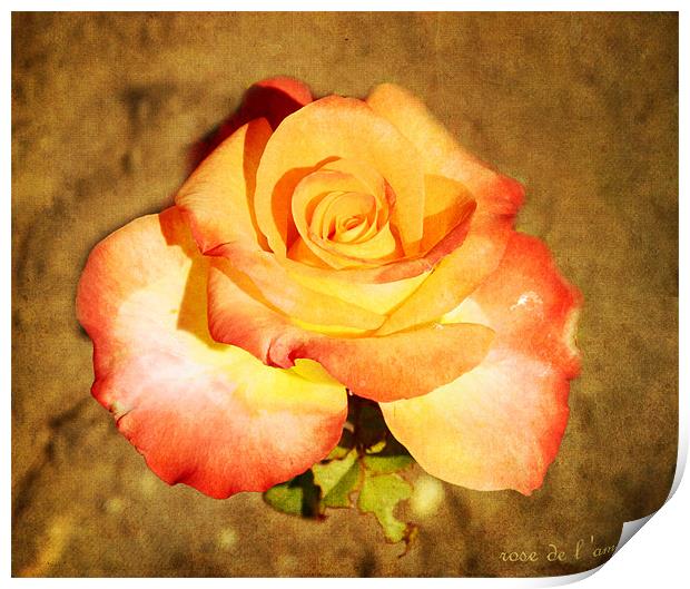 rose de  l amour Print by Fine art by Rina
