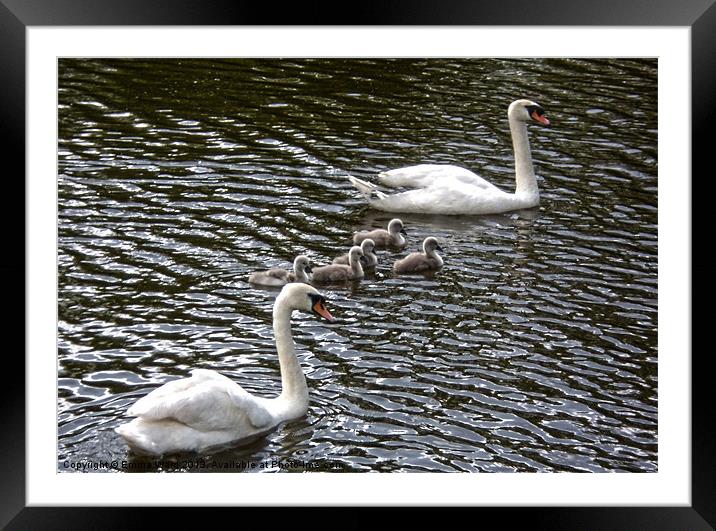 7 swans swimming 3 Framed Mounted Print by Emma Ward