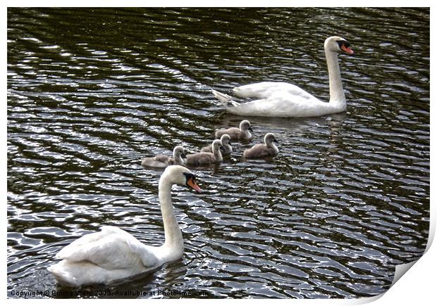 7 swans swimming 3 Print by Emma Ward