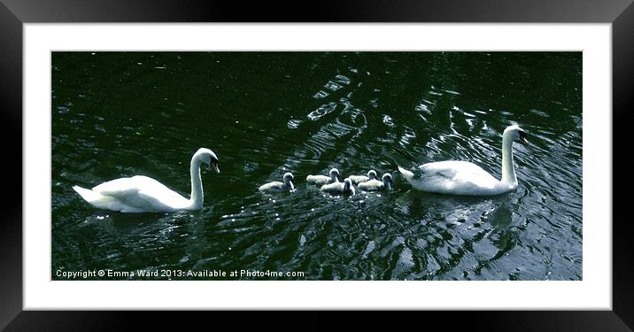 7 swans swimming 4 Framed Mounted Print by Emma Ward