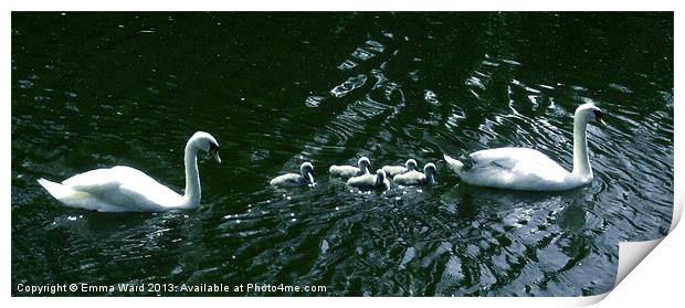 7 swans swimming 4 Print by Emma Ward