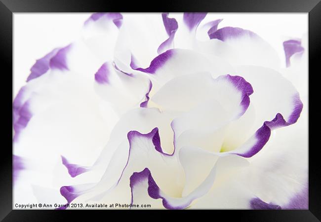 Lisianthus Frill Framed Print by Ann Garrett