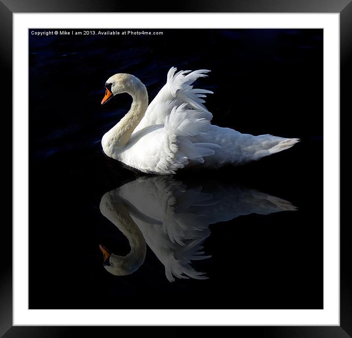 Swan with reflection Framed Mounted Print by Thanet Photos