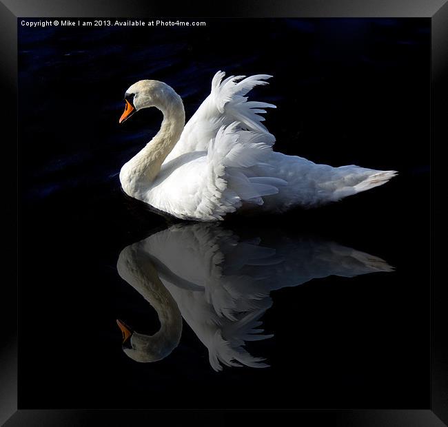 Swan with reflection Framed Print by Thanet Photos