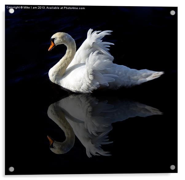 Swan with reflection Acrylic by Thanet Photos