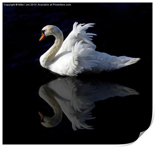 Swan with reflection Print by Thanet Photos
