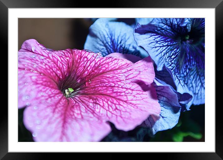 Petunia Pink Framed Mounted Print by Ben Prior