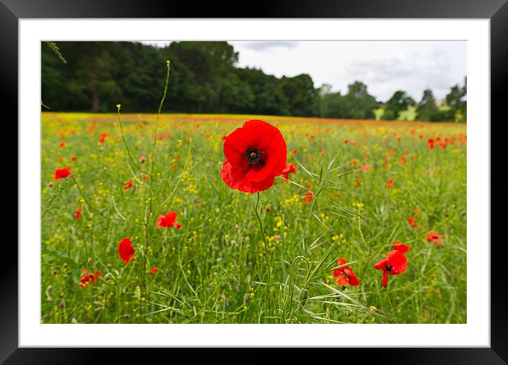 Poppy in field Framed Mounted Print by Gary Eason
