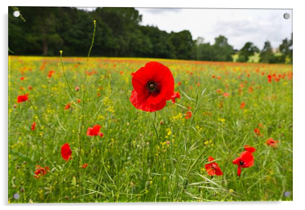 Poppy in field Acrylic by Gary Eason