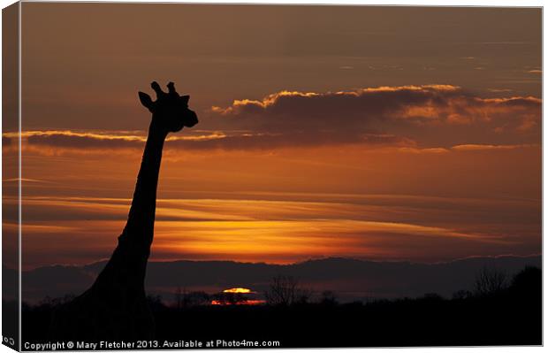 Giraffe Silhouette Canvas Print by Mary Fletcher