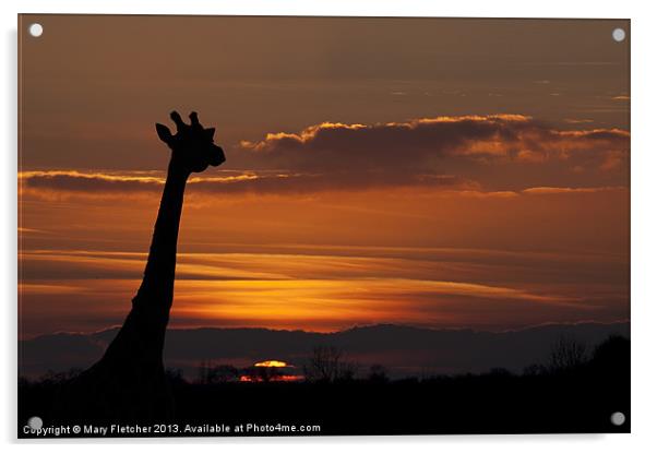 Giraffe Silhouette Acrylic by Mary Fletcher