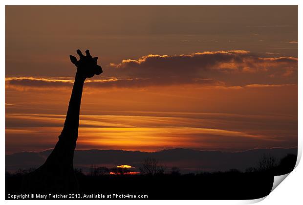 Giraffe Silhouette Print by Mary Fletcher