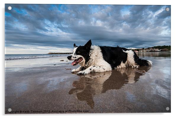 Border Collie Acrylic by Keith Thorburn EFIAP/b