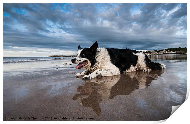 Border Collie Print by Keith Thorburn EFIAP/b