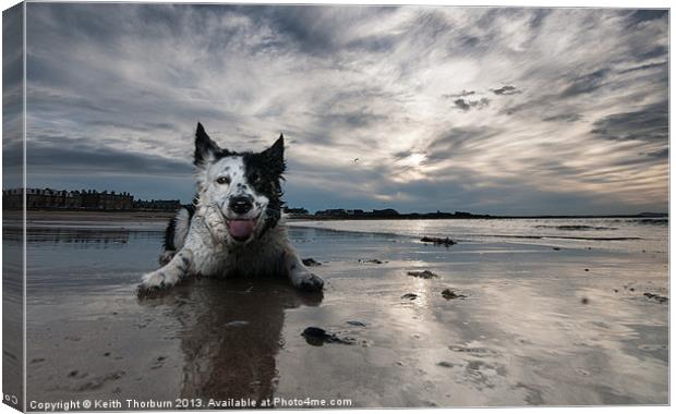 Border Collie Canvas Print by Keith Thorburn EFIAP/b