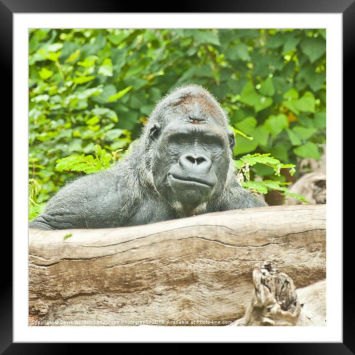 Lowland Gorilla Male Framed Mounted Print by Derek Whitton