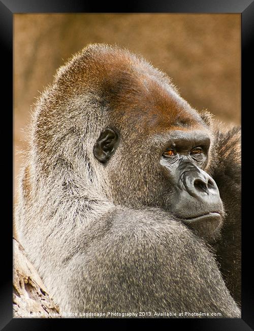 Lowland Gorilla Portrait Framed Print by Derek Whitton