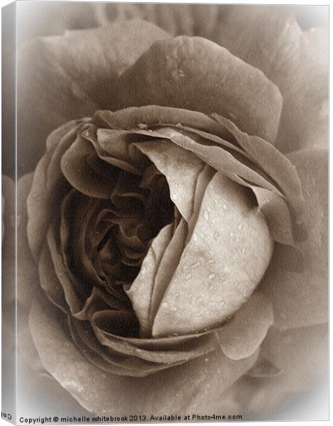 Old Rose 4 Canvas Print by michelle whitebrook