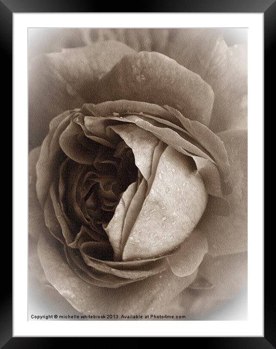 Old Rose 4 Framed Mounted Print by michelle whitebrook