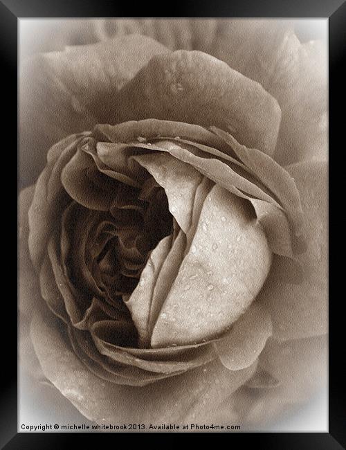 Old Rose 4 Framed Print by michelle whitebrook
