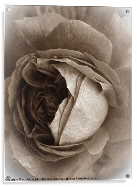 Old Rose 4 Acrylic by michelle whitebrook