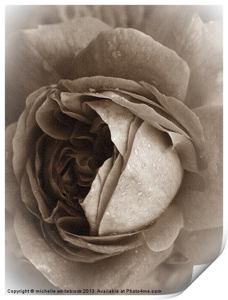 Old Rose 4 Print by michelle whitebrook