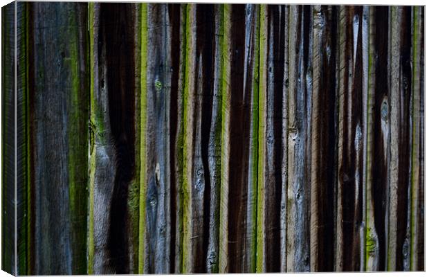 wood fence Canvas Print by Marta Denkova-Hristova