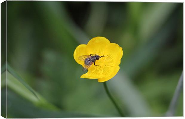 fly on a buttercup Canvas Print by Martyn Bennett