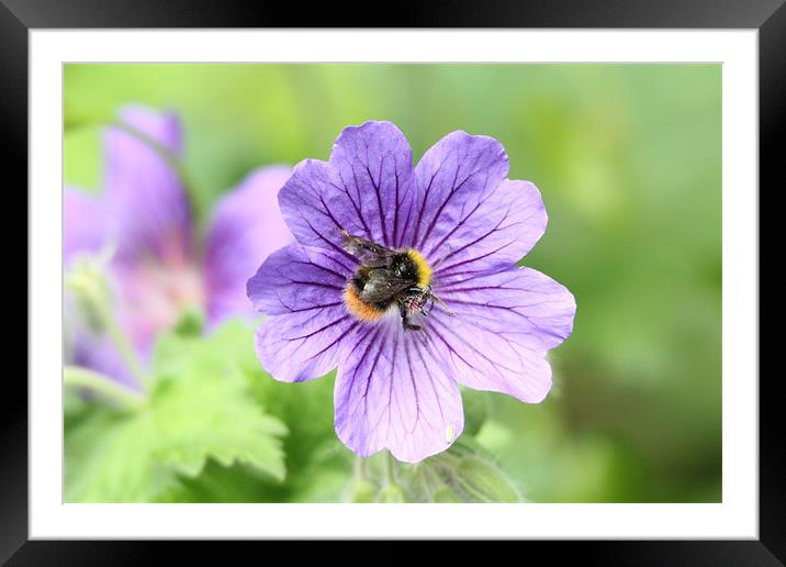 bee on a flower Framed Mounted Print by Martyn Bennett
