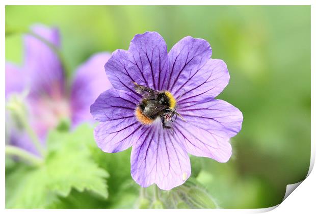 bee on a flower Print by Martyn Bennett