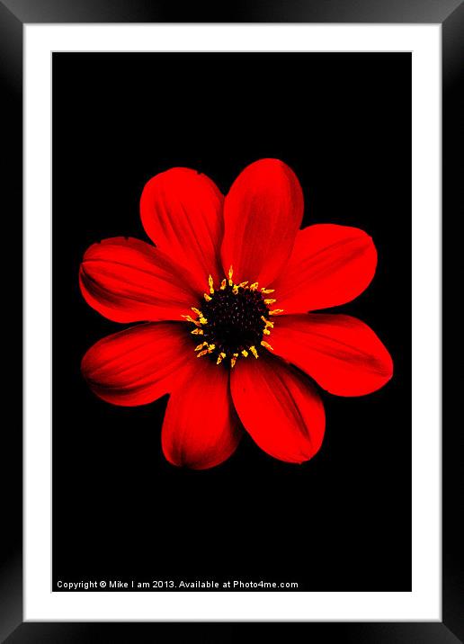 Red Dahlia Framed Mounted Print by Thanet Photos