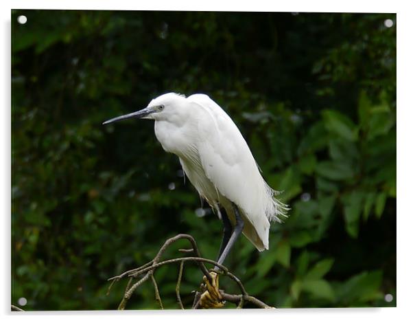 Little Egret Acrylic by sharon bennett